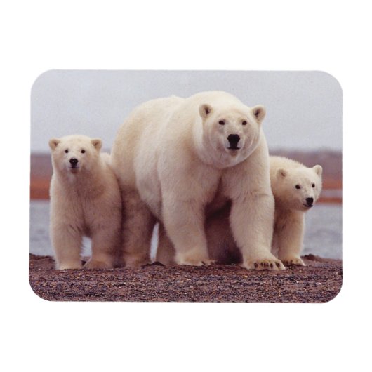 Magnet Flexible Polar Bear Family Cute Photo (Horizontal)