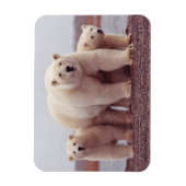 Magnet Flexible Polar Bear Family Cute Photo (Vertical)