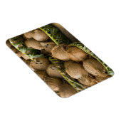 Magnet Flexible Polynésie, Royaume des Tonga. Affichage des noix d (Côté Droit)