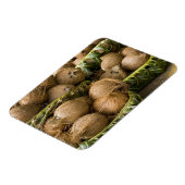 Magnet Flexible Polynésie, Royaume des Tonga. Affichage des noix d (Côté Gauche)