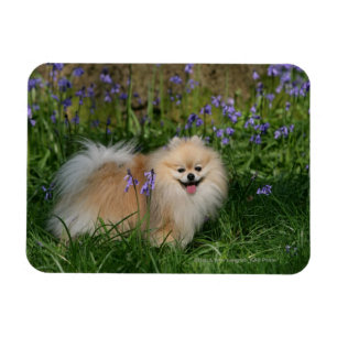 Magnet Flexible Pomeranian se tenant regardant l'appareil-photo