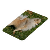 Magnet Flexible Poméranie debout (Côté Gauche)