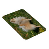 Magnet Flexible Poméranie debout (Côté Droit)