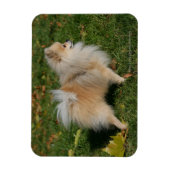 Magnet Flexible Poméranie debout (Vertical)