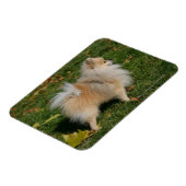Magnet Flexible Poméranie debout (Côté Gauche)
