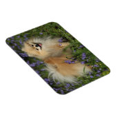 Magnet Flexible Poméranie regarder la caméra dans les Bluebells (Côté Droit)