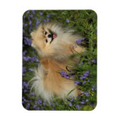 Magnet Flexible Poméranie regarder la caméra dans les Bluebells (Vertical)