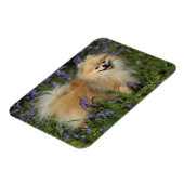 Magnet Flexible Poméranie regarder la caméra dans les Bluebells (Côté Gauche)