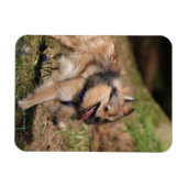 Magnet Flexible Poméranien courant avec baudrier sur (Horizontal)