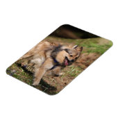 Magnet Flexible Poméranien courant avec baudrier sur (Côté Gauche)