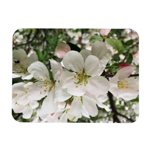 Magnet Flexible Pomme de feu (Horizontal)