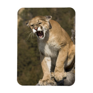 Magnet Flexible Pomme ou lion de montagne, pomme concolor, Captif