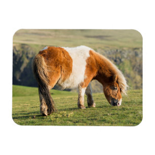 Magnet Flexible Poney Shetland dans un pâturage près de hautes fal