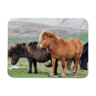 Magnet Flexible Poney Shetland, îles Shetland, Écosse 2