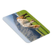 Magnet Flexible Poney Shetland sur le pâturage près de hautes fala (Côté Droit)