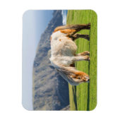 Magnet Flexible Poney Shetland sur le pâturage près de hautes fala (Vertical)