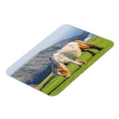 Magnet Flexible Poney Shetland sur le pâturage près de hautes fala (Côté Gauche)