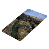 Magnet Flexible Pools à marée à Bob Creek, OU (Côté Gauche)