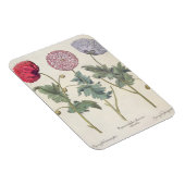 Magnet Flexible Poppies : 1. Papaver multiplex albumoris rubicundi (Côté Droit)