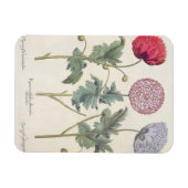 Magnet Flexible Poppies : 1. Papaver multiplex albumoris rubicundi (Horizontal)