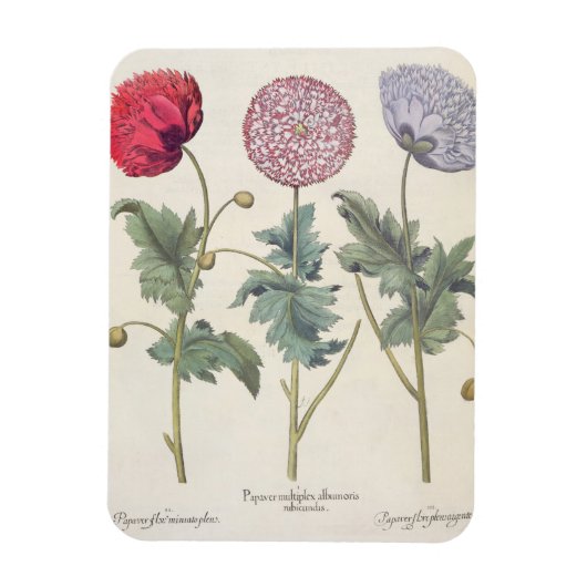 Magnet Flexible Poppies : 1. Papaver multiplex albumoris rubicundi (Vertical)