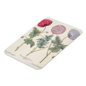 Magnet Flexible Poppies : 1. Papaver multiplex albumoris rubicundi (Côté Gauche)