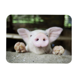 Magnet Flexible Porc de bébé dans le stylo, porcelet