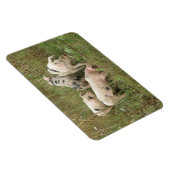 Magnet Flexible Porcs dans un aimant Premium Field (Côté Droit)