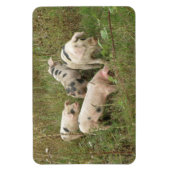 Magnet Flexible Porcs dans un aimant Premium Field (Vertical)