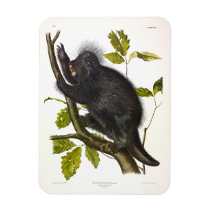 Magnet Flexible Porcupine nord-américaine ou canadienne par Audubo