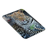 Magnet Flexible Porsitting de Close up leopard (Côté Droit)