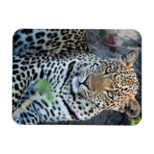 Magnet Flexible Porsitting de Close up leopard (Horizontal)