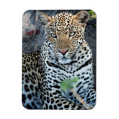 Magnet Flexible Porsitting de Close up leopard (Vertical)