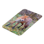 Magnet Flexible Portrait adorable d'un renard roux, Art de la natu (Côté Gauche)