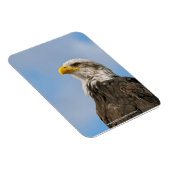 Magnet Flexible Portrait d'aigle à tête blanche Art animalier (Côté Droit)