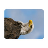 Magnet Flexible Portrait d'aigle à tête blanche Art animalier (Horizontal)