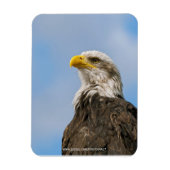 Magnet Flexible Portrait d'aigle à tête blanche Art animalier (Vertical)