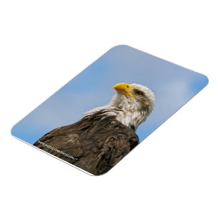 Magnet Flexible Portrait d'aigle à tête blanche Art animalier