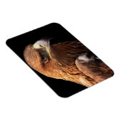 Magnet Flexible Portrait d'aigle isolé sur noir (Côté Droit)