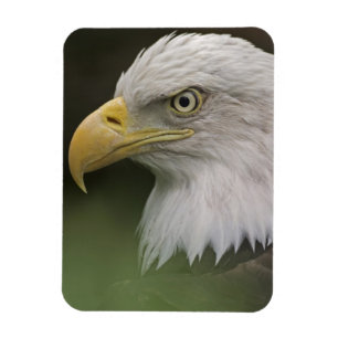 Magnet Flexible Portrait d'aigle royal adulte, Haliaeetus