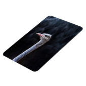 Magnet Flexible portrait d'autruche (Côté Gauche)