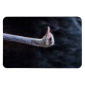 Magnet Flexible portrait d'autruche (Horizontal)
