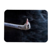 Magnet Flexible portrait d'autruche (Horizontal)