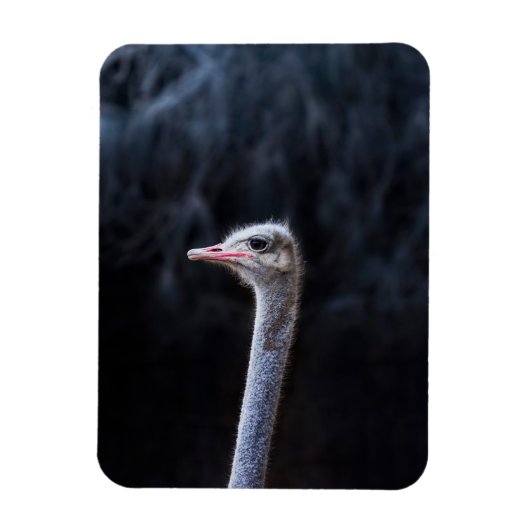 Magnet Flexible portrait d'autruche (Vertical)
