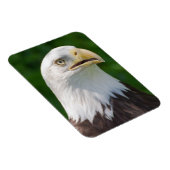Magnet Flexible Portrait de Bald Eagle (Côté Droit)