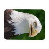 Magnet Flexible Portrait de Bald Eagle (Horizontal)