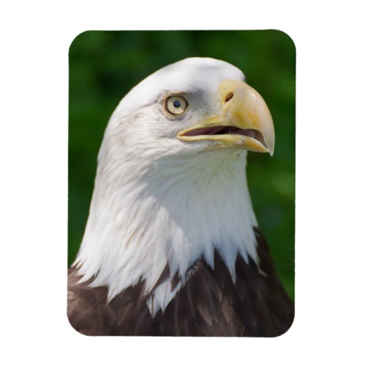 Magnet Flexible Portrait de Bald Eagle (Vertical)