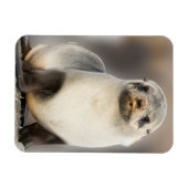Magnet Flexible Portrait de bébé phoque sur la plage (Horizontal)