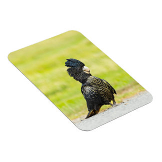 Magnet Flexible Portrait de cacatoès noir malicieux