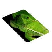 Magnet Flexible Portrait de caméléon à cou plat (Côté Droit)